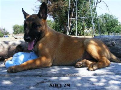 AKC Championship Working Import Lines/Asia 2M