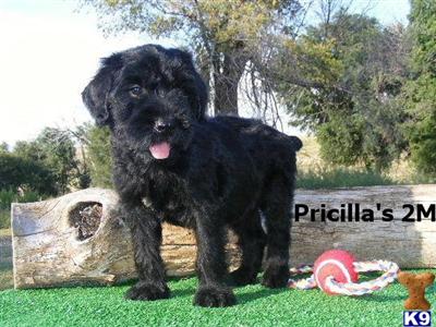 AKC Male Giant-Pricillas 2M