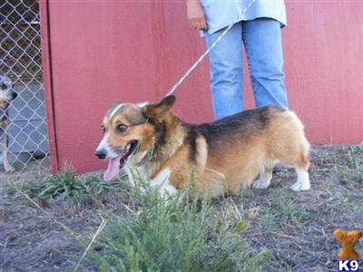 AKC/APRI Male TRI Corgi-Pooh Bear