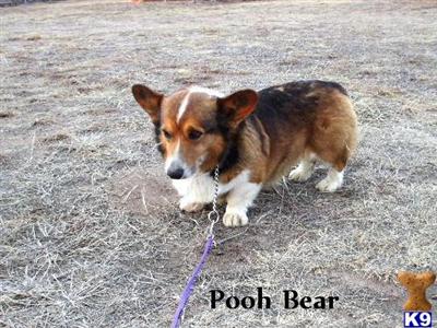 AKC/APRI Male TRI Corgi-Pooh Bear