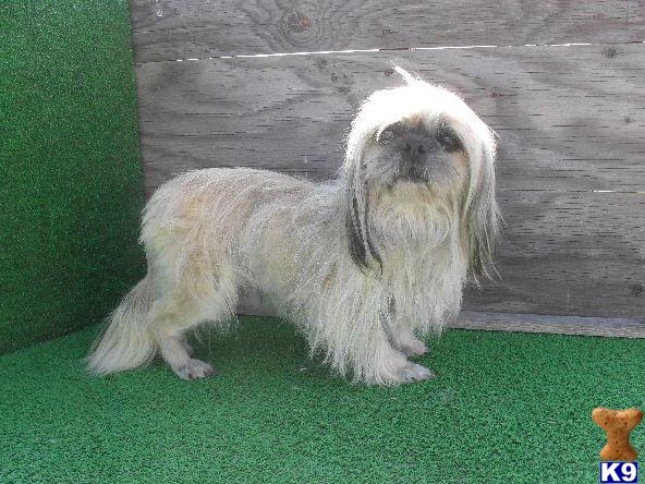 Chinese Imperial Shih Tzu- Teke