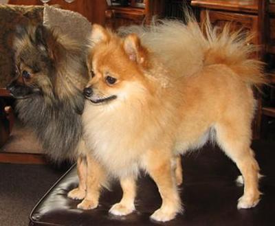 Foxy Foxtrot