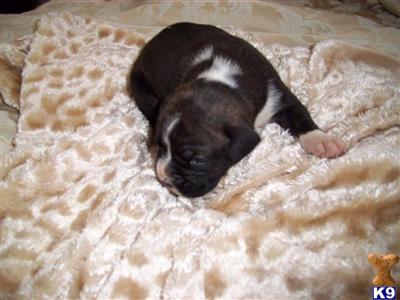 Beautiful AKC Boxer Puppies