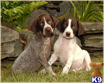 Puppies for Sale