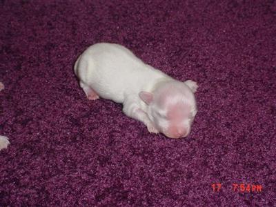 WHITE FEMALE PAPILLON