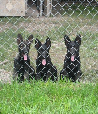 Pure DDR Pups
