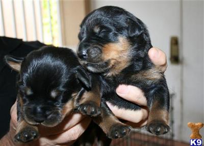 European Rottweiler Puppies