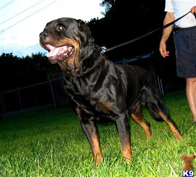 AKC European Working Rottweilers