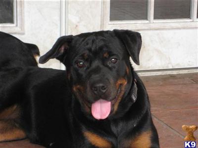 Roma - AKC German Rottie Female