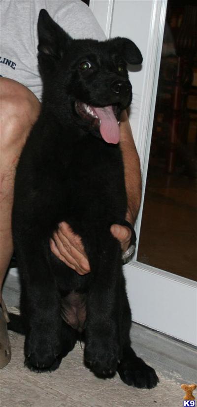 german shepherd puppies for sale jacksonville fl german shepherd puppies for sale in panama city fl breeds picture german shepherd puppies for sale jacksonville fl german shepherd puppies for sale in panama city fl breeds picture
