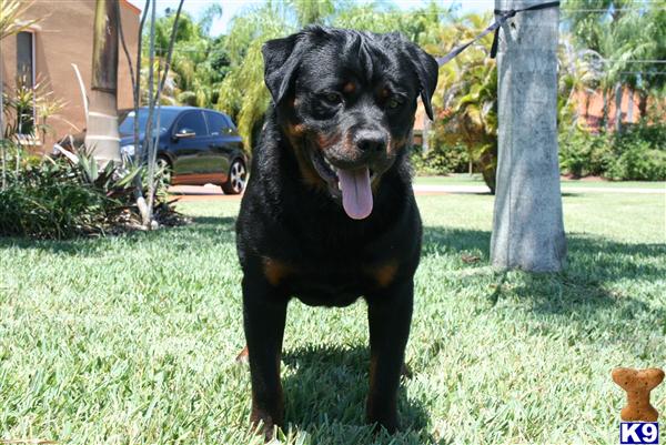 European Rottweiler Puppies, AKC