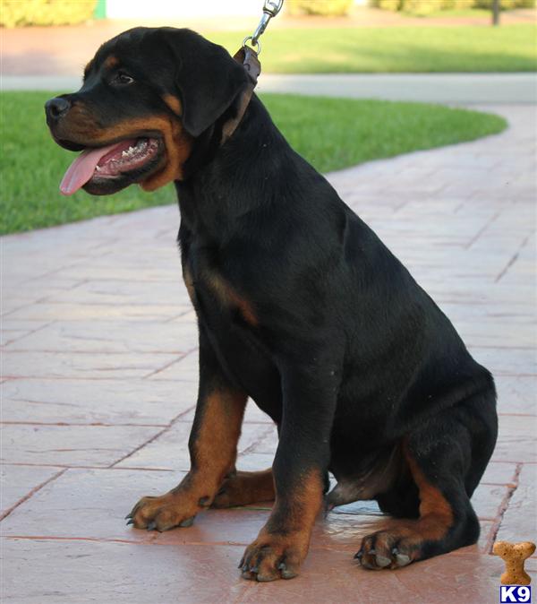 Superior European Rott pups