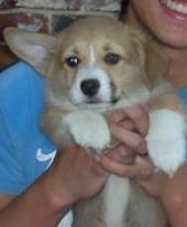 Pembroke Welsh Corgis