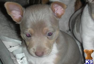 Toy Rat Terrier Puppies