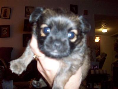 Blue Sable AKC CH bloodlines