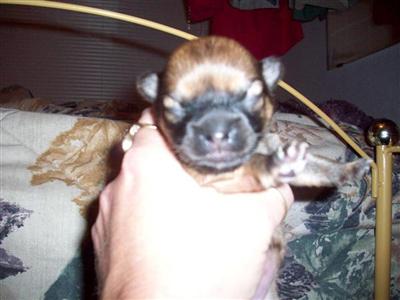 AKC CH Lined Female Sable Tiny