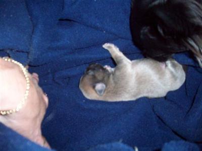 AKC CH lined Blue Fawn Male LH
