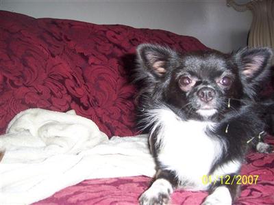 Foxys Bobby McGee