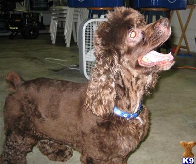 AKC Chocolate Cocker Spaniel Stud