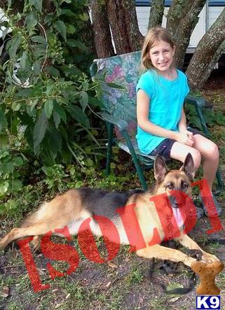 Instant Family Watch/Guard dogs