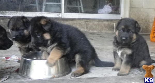 Pick of Litter - German line puppy