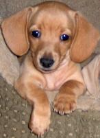 dachshund puppies