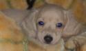 www.getalonglittledog.com CREAMS