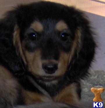 Cream puppies available for June 2009 2 females and 2 males
