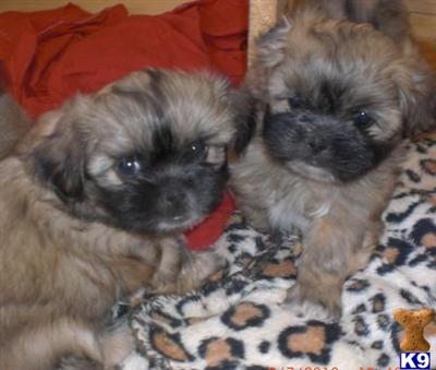 Reduced Shih Chon Conan-male