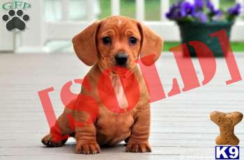 Turbo - Dachshund Male - Shipping Available