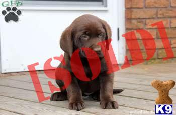 Chocolate Lab / Cortney 