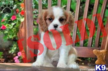 Pearl - Cavalier Female - Shipping Available