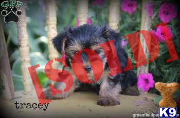 Yorkshire Terrier / Tracey 