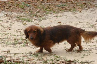CKC mini dachshund