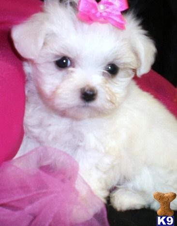 Maltese Puppy - POLLY SOLD