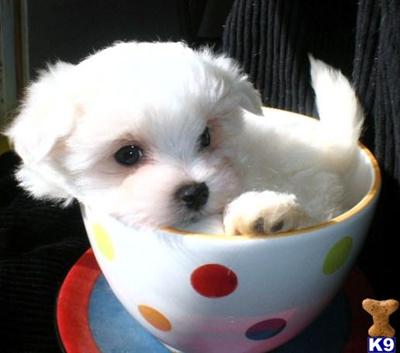 Maltese Puppies for sale near Raleigh, NC CALVIN -SOLD