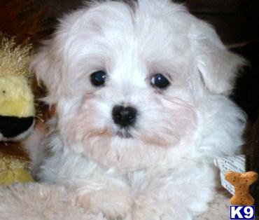 Male Maltese Puppy  Near Raleigh NC