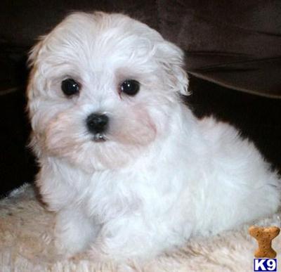 Maltese Puppies for sale near Raleigh, NC 