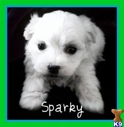 Male Maltese Puppy - Sparky SOLD