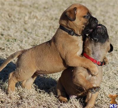 Black Collar Male - Sold