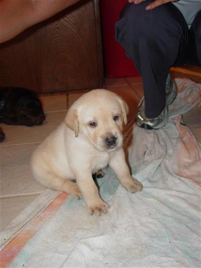 English Lab Puppies