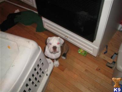 olde english bulldogge 