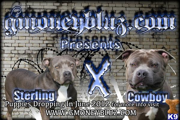 HERE IT IS STERLING AND COWBOY PUPS