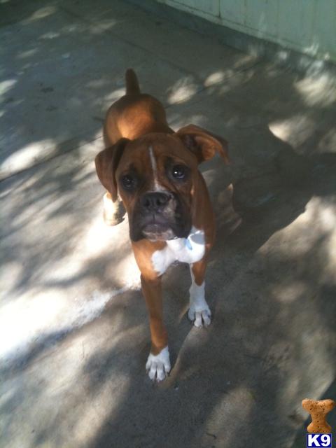 AKC reg fawn female special needs