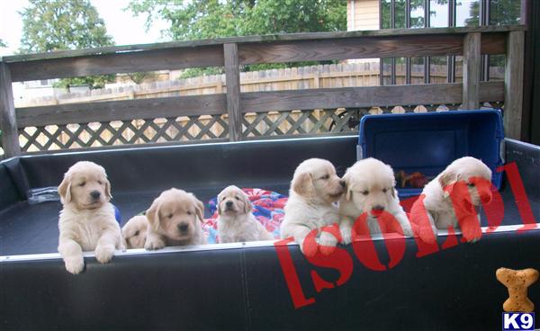 Golden Retriever Puppys