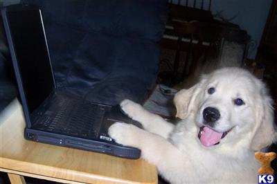 Golden Retriever AKC British Cream bloodlines
