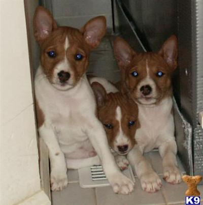 AKC Basenji Puppies