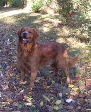 Mercurys Loki of Kurzeme