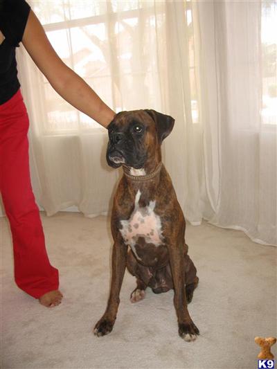 AKC CH-bloodline boxer tako