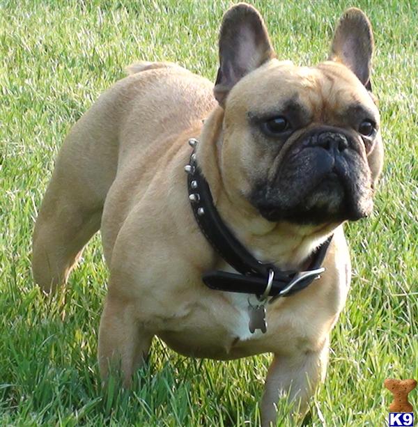 Gizzmo AKC French Bulldog-CHAMPION LINES